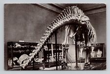 Postcard Dinosaur Skeleton Field Museum Chicago Illinois, Vintage Chrome A9 picture