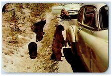 Yosemite National Park California Postcard Beggars Bear Tame Motorists c1960s picture