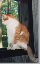 3K Photograph Cute Sweet Adorable Beloved Orange Kitty Cat Looking Out Window picture