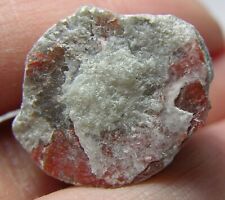 #18 Utah USA 100% Natural 35.70ct Rare Rough Red Fossil Coral Specimen 7.1g 22mm picture