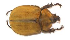 COLEOPTERA, DYNASTINAE, LYCOMEDES BUCKLEYI male from MEXICO picture