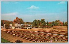 Bristol, CT - Bristol Nurseries Field Grown Chrysanthemums - Vintage Postcard picture
