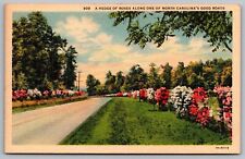 Hedge Roses North Carolina Country Road Flowers Linen NC Vintage UNP Postcard picture