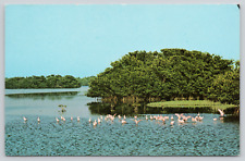 Postcard Sanibel Island, Roseate Spoonbills JN Darling Wildlife Sanctuary A194 picture