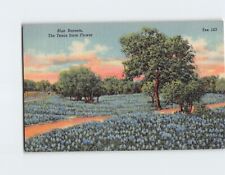 Postcard Blue Bonnets Texas State Flower USA North America picture