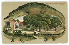 Langsdorf Alligator Border Riverside Avenue JACKSONVILLE FL S 598 Postcard picture