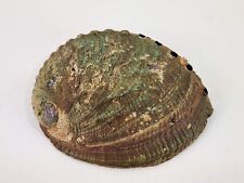 Natural Unpolished Large Abalone Shell 6” x 5