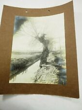 Original Prehistoric Hohokam Canals with Cotton Wood tree East Valley Photo 1905 picture