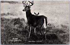 Mother Deer and Baby Wild Animals Hines' Resort Sarona Wisconsin WI Postcard picture
