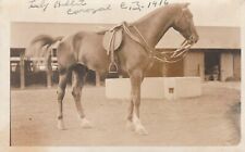 Postcard RPPC Horse With Saddle Lady Babbit Corozal CZ c1916 Azo picture