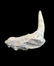 Great Prehistoric Treasure: Top quality Rooted Enchodus Tooth in matrix picture