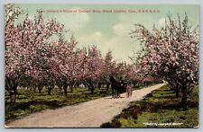 Vtg Grand Junction Colorado CO Apple Orchard In Bloom Mesa D&R.G.R.R. Postcard picture