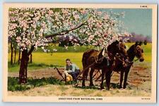 Waterloo Iowa  Postcard Greetings Horses Man Sitting Tree Scenic View c1940s picture