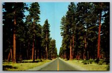 Postcard Ponderosa Pine (yellow pine) Cascade Range Oregon   F 1 picture