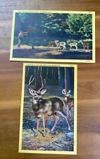 2 Vintage Postcards Calif Pictorial Wonderland Series-Santa Cruz Mtn & Big Basin picture