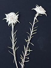 Edelweiss is the flower of love. Dried real Edelweiss picture