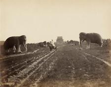 c. 1860's Guardian Animals Ming Tombs PEKING CHINA Albumen Photo by Saunders picture