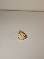Hand Picked Hawaiian Cals Cone Shell 'Conus Vitulinus' picture