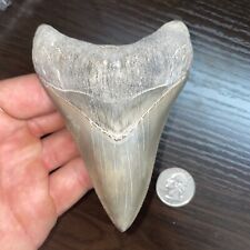 4.25” LEE CREEK/AURORA NC MUSEUM QUALITY MEGALADON SHARK TOOTH picture