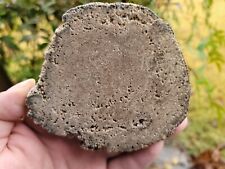 Halite Pseudomorph Quartz Petrified Wood Cast Linn County, Oregon Limb Branch picture