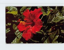 Postcard Hibiscus picture