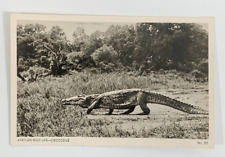 RPPC African Wild Life Crocodile Nairobi Kenya Real Photo Postcard Unposted picture