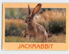Postcard Jackrabbit picture