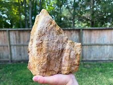 Texas Petrified Fossilized Wood Rotted Freestanding Log Aquarium Display Piece picture