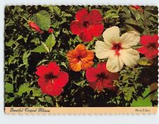 Postcard Beautiful Tropical Hibiscus picture