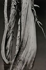 1933/72 ANSEL ADAMS Vintage Dead Wood Tree Duotone Photo Engraving Art 11X14 picture