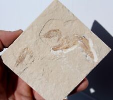 Fossil Shrimps with fossil Fish Lebanon Cretaceous age fossils Ref:PIF4.FSHR picture