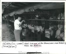1992 Press Photo Mary LeBlanc feeds her rabbits near Mandeville, Louisiana picture