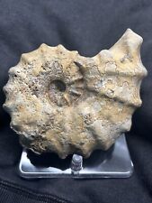 ROBUST 5” RARE Texas Fossil Woodbine Conlinoceras (Calycoceras) Ammonite,Oysters picture