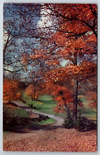 c1960s Autumn Fall Leaves Orange Red Thanksgiving Vintage Postcard picture