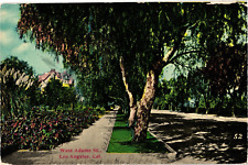 1913 West Adams Street Pepper Tree Los Angeles California Postcard picture