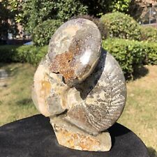 5.39LB TOP Natural Beautiful ammonite fossil conch Crystal specimen heals 2113 picture