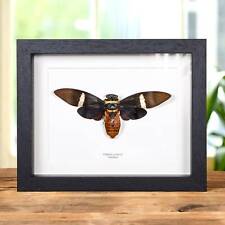Taxidermy Cicada Frame (Tosena albata) picture