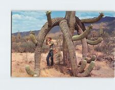 Postcard Beautiful Saguaro Cactus picture