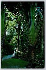 Travelers Tree Sunken Gardens St Petersburg FL Florida Postcard UNP VTG Koppel picture