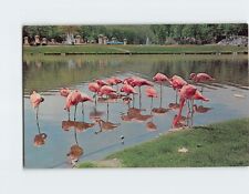 Postcard Flamingos at Flamingo Lake Sterling Forest Gardens New York USA picture
