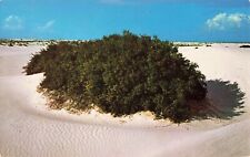 White Sands National Monument -  New Mexico NM - Postcard picture