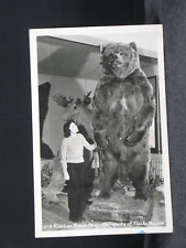 Alaskan Brown Bear at the University of Alaska RPPC Postcard (0079) picture