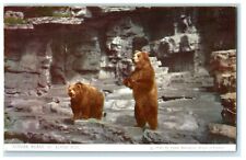 c1940's Kodiak Bears From Alaskan Peninsula St. Louis Zoo Missouri MO Postcard picture