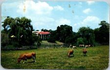 Typical Virginia Farm Scene Shenandoah Valley Cows Vintage Chrome Postcard B29 picture