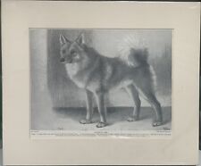‘Rusty’ a Finnish Spitz Print picture