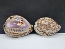 Two Tiger Cowrie Shell Fish One Carved Lady Palm Tree Hawaii 3