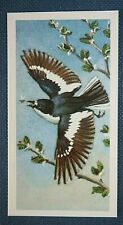 PIED FLYCATCHER   Vintage 1950's Bird Card   BD18M picture