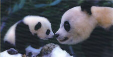 Panda nose to nose with cub - Lenticular 3D Postcard - Greeting Card - Oversize  picture