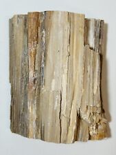 Rare 1100g Hell’s Canyon Herringbone Petrified Wood Specimen Cut Limb Section picture