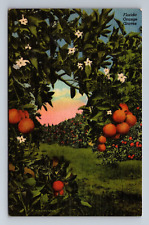 Florida Oranges Bamboo Groves Advertising Winter Park Florida Linen Postcard picture